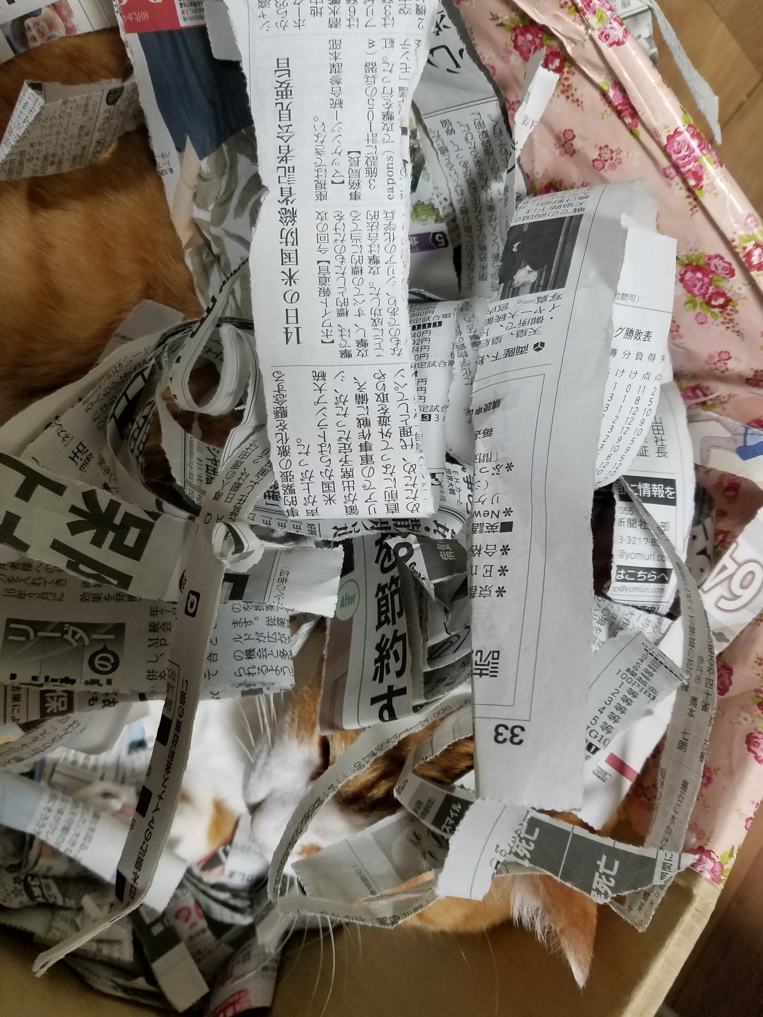 ロシアン Since 06 トイレ用刻み新聞紙に埋もれる猫