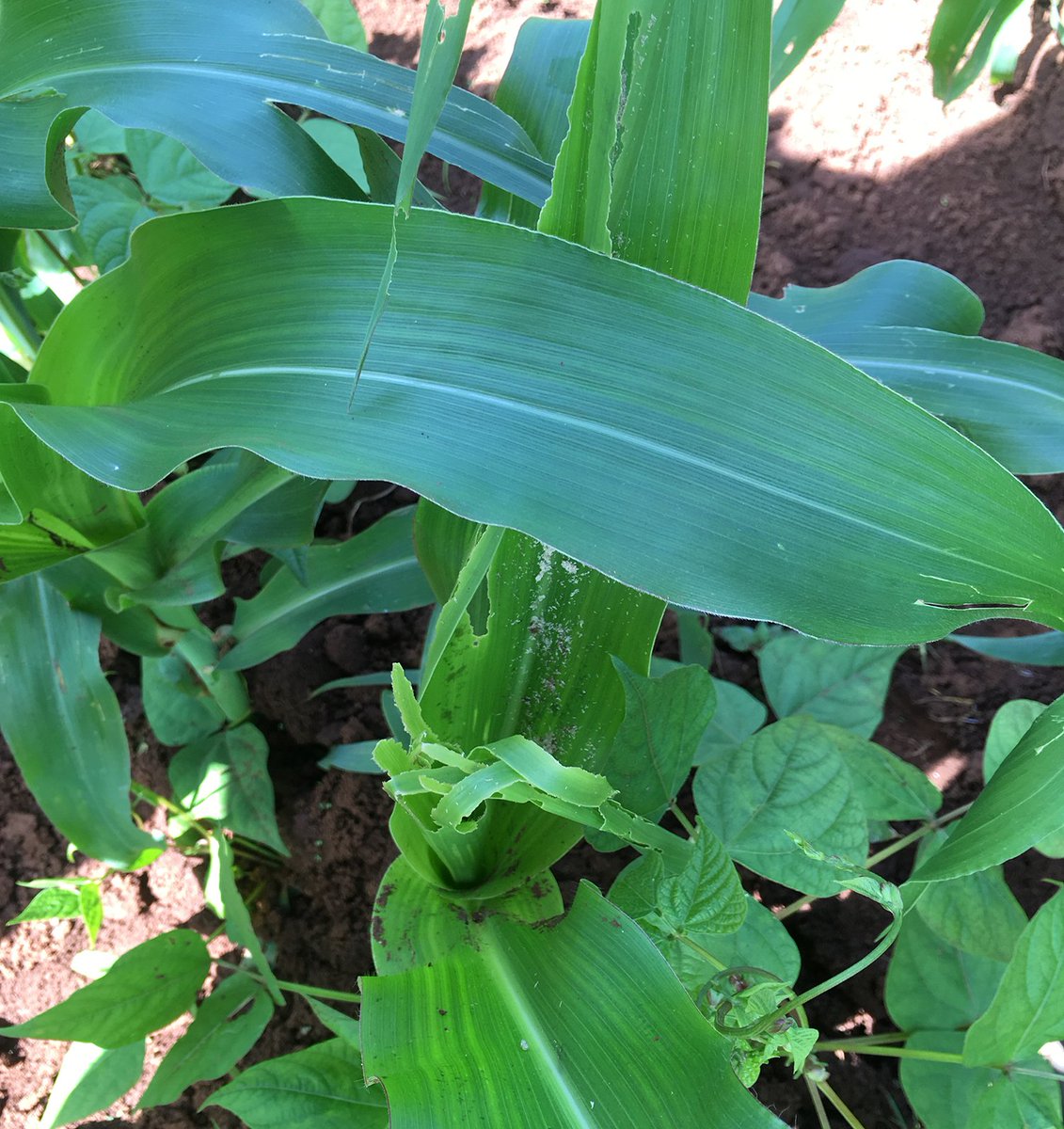 .<a href="/OneAcreFund/">One Acre Fund</a> and <a href="/fipsafrica/">FIPS-Africa</a> are supporting Kenyan farmers with inputs and information on how to tackle #FallArmyworm. It's important that information on the efficacy of different pest management options is provided through a coordinated effort by all organizations tackling #FAW