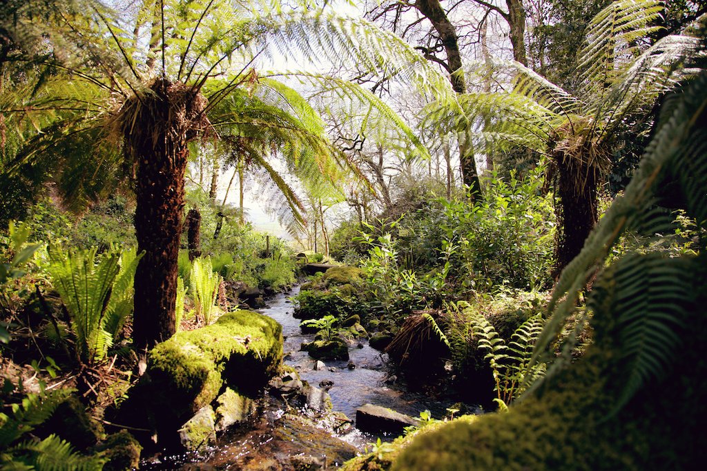 CanonteignFall's tweet image. Our stunning victorian fern garden showing off in the sun, its a climb to get to it but so worth the effort, you can always reward yourself with a local ice cream on the sun terrace at the bottom !
#SpringinDevon #DevonAttractions #NaturePhotography