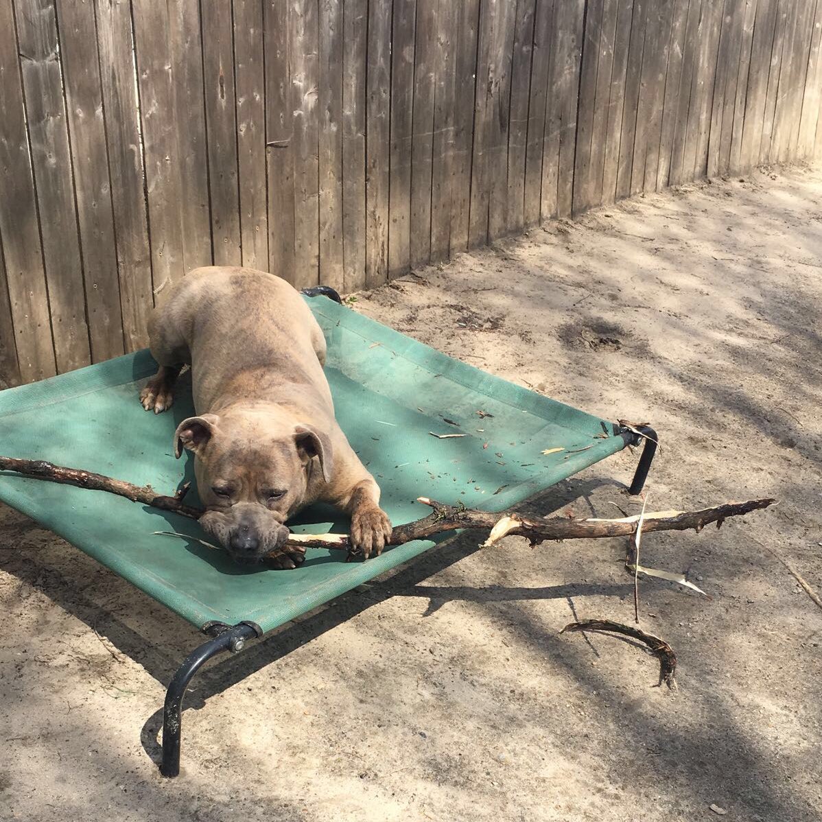 MtVernonAnimals's tweet photo. There’s no stick too big for Faith on this sunny spring day. 🌞💐 Our velvet  brindle girl is daydreaming about her furrever home 🏡💭 

Contact us at 914 665 2444 to meet Faith 🐾

#AdoptableDog
#Adoreabull 
#AdoptDontShop https://t.co/h1W8qbZvtI