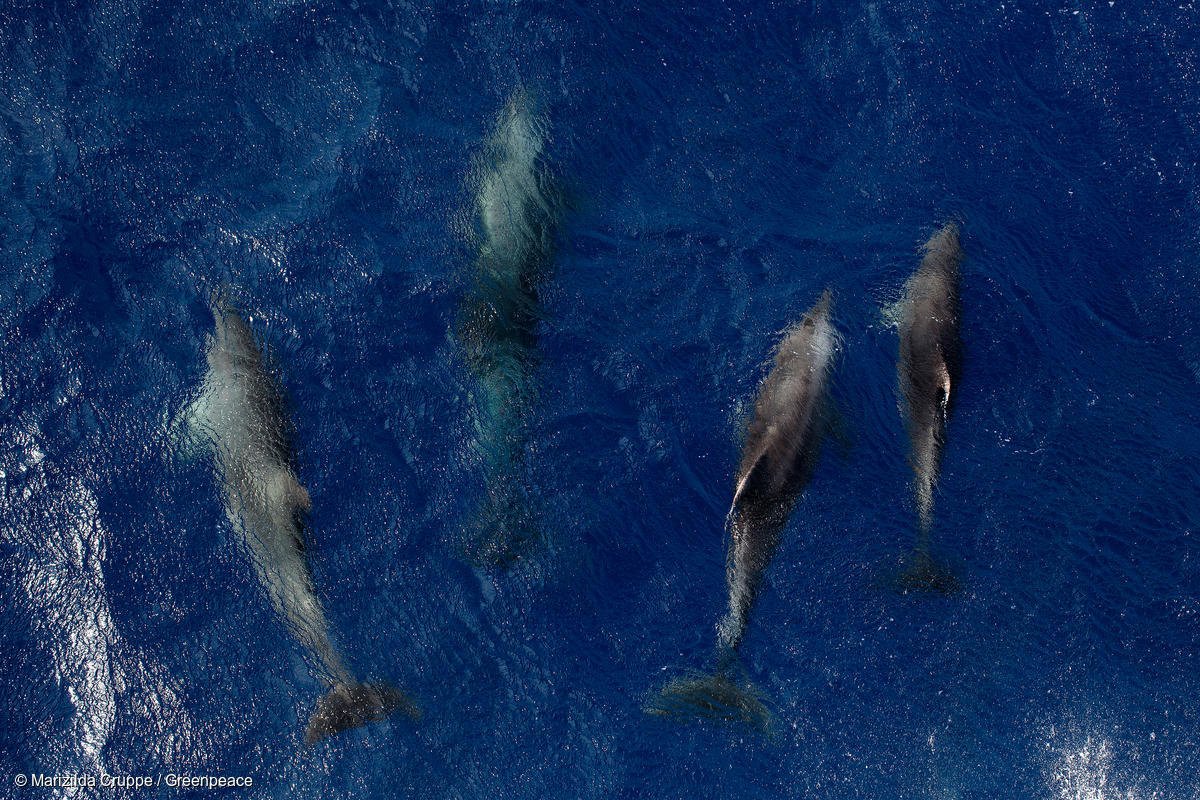 greenpeacefr's tweet photo. Au Brésil, un procureur opposé à une licence pour @Total dans l'embouchure de l'Amazone https://t.co/vZN2kg8bSj #AmazonReefSecret #AmazonReef https://t.co/dvlGl5IeAO