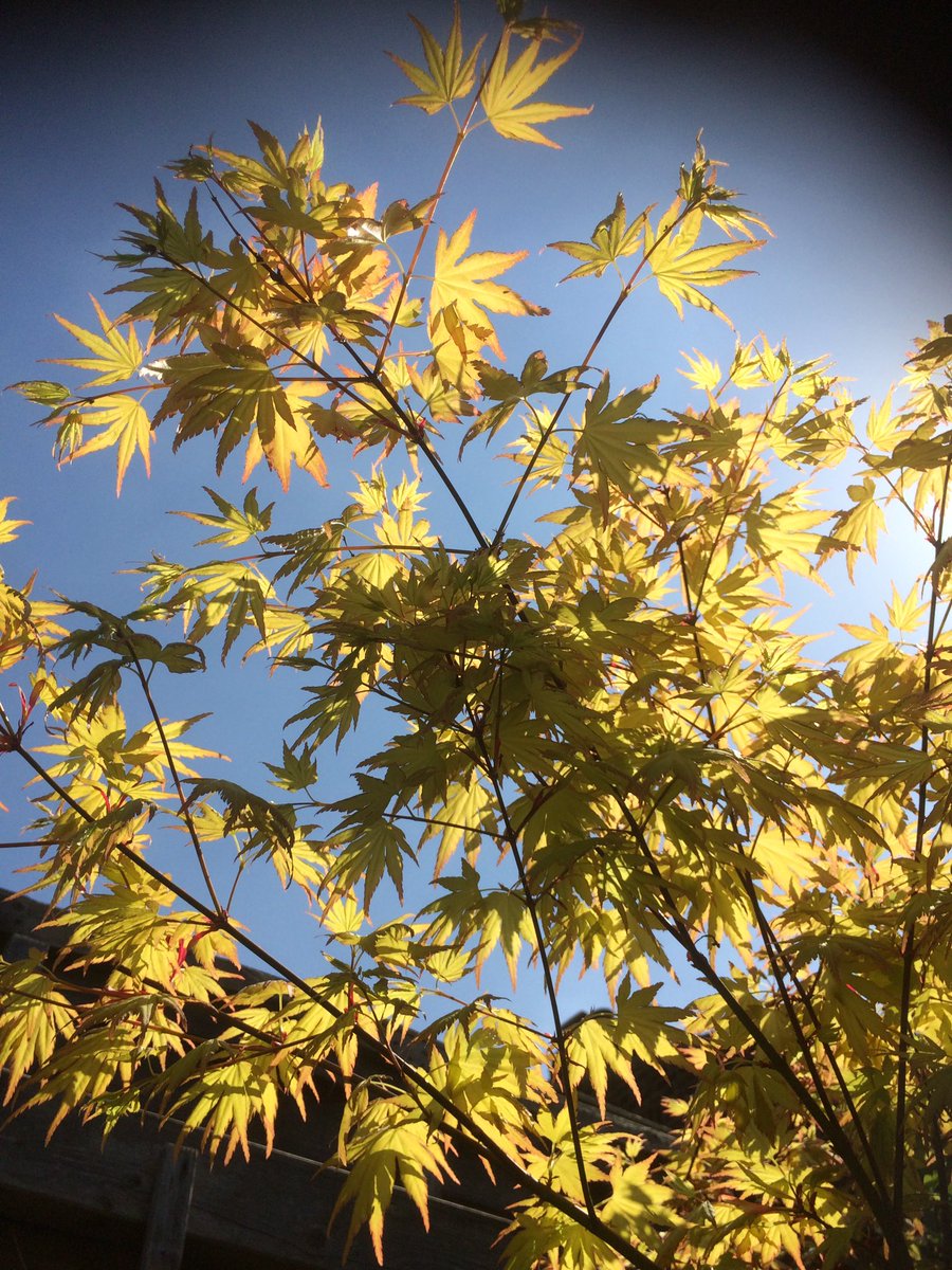 So good to see one of my favourite trees coming back to life! #Acer #Spring #London