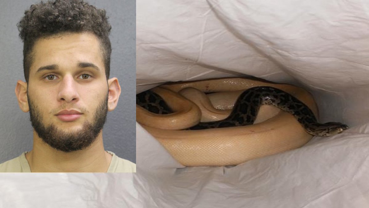 Hollywood man kept unlicensed Burmese pythons in cooler, duffel bag bit.ly/2vuLf1n?utm_so… https://t.co/5md1ZjG2Cs