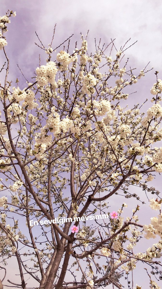 simgeiskender's tweet photo. #bahargelince  🌸 https://t.co/ok2KgOUqEU