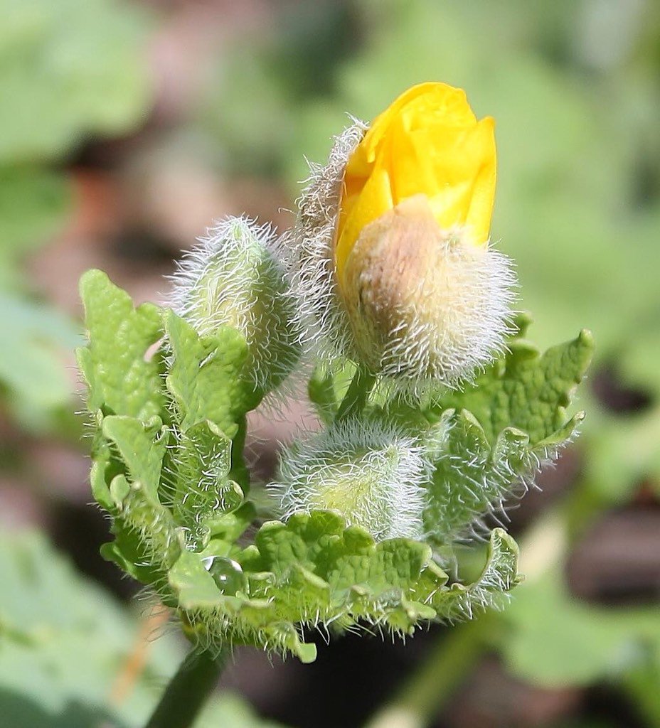 Soft and prickly spring 2018