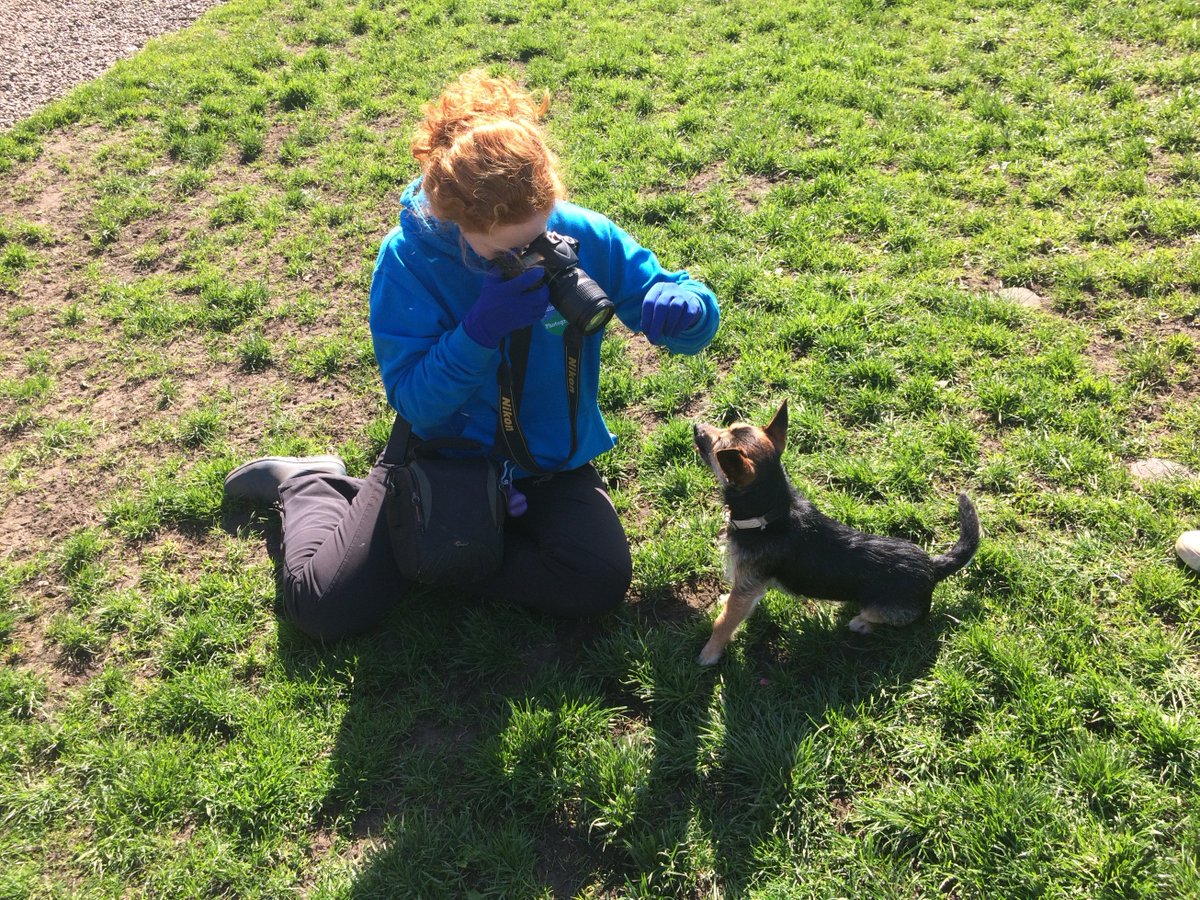 EdinDogCatHome's tweet photo. What an amazing sunny day to be out in the paddocks 🐶🌞 Roo is an adorable wee dog who will be looking for a forever home very soon! Stay tuned: https://t.co/UKoL9KKPVh https://t.co/LCEgAtfA3U