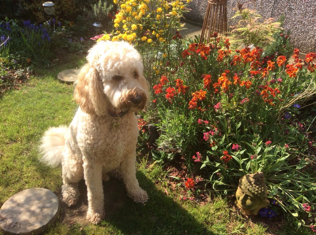 ludoodle's tweet photo. The flowers are out, so I am not supposed to dig! https://t.co/WatKxvG7QR