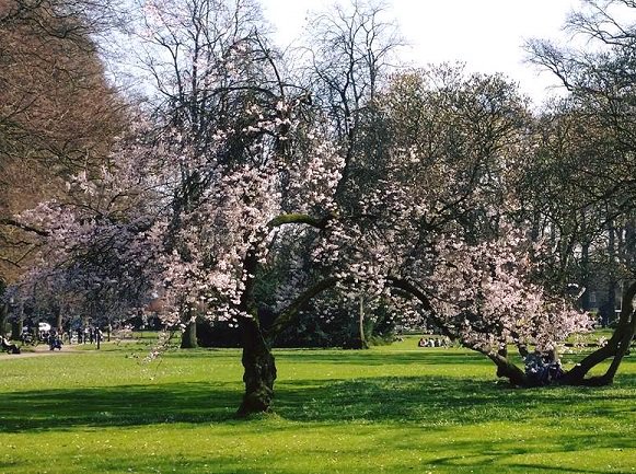 Yes, we zijn bomenstad van Europa geworden! 🙌 Naast de mooie groene uitstraling van de stad, waren ook de innovatieve ondergrondse boomconstructies reden om Apeldoorn als winnaar uit te roepen.