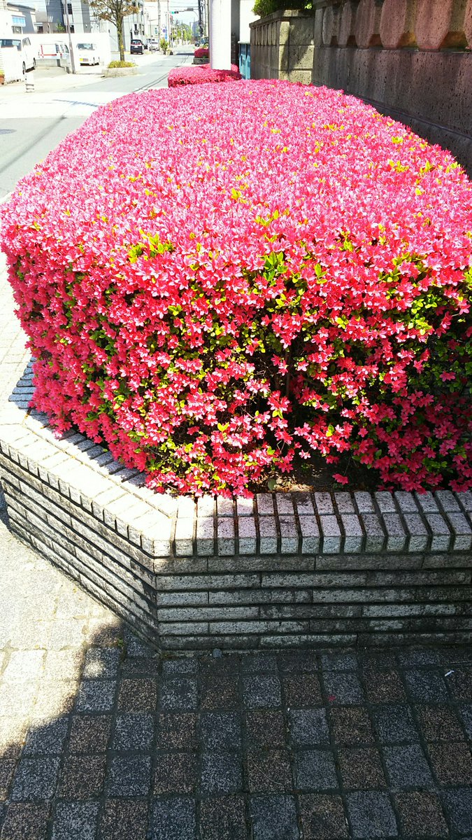 4apA8QCvI8Xk1ef's tweet image. 日田市で真夏日観測ですが、大分市も暑くて水分補給が欠かせませんでした。太陽に映える赤い花が良かったです。 #nhknj