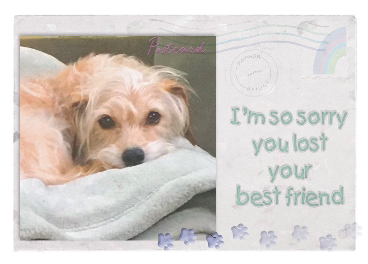 PostcardsFrDogs's tweet photo. Hope you never need a #petsympathycard, but if you do Trixie is ready to help. https://t.co/D5B7DZyLSG #rescuedogs #dogsoftwitter #greetings #etsy #etsymntt #etsysuccess #etsytribe #shopsmall #etsyshop #bestofetsy #dogs #pets #etsychaching #ecofriendly #FloridaDogLover https://t.co/Sk2AgzjX4M
