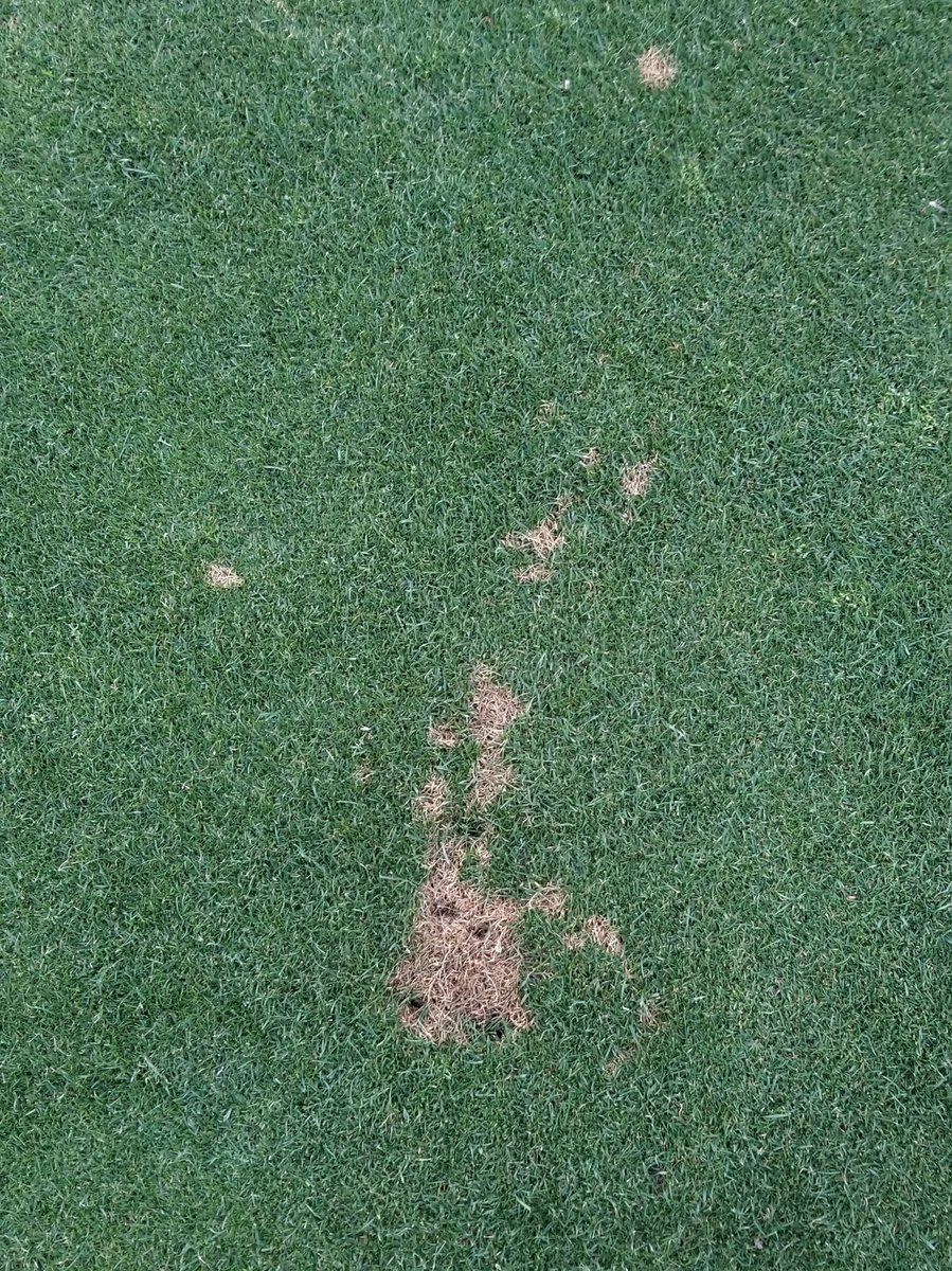 Cocktail Blight on the event lawn...