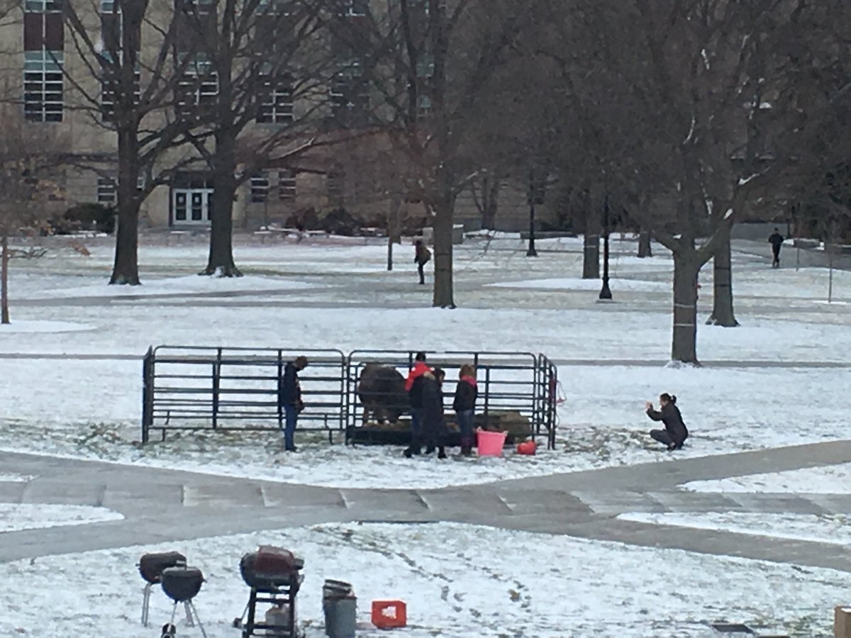 BoorKathJ's tweet photo. Cows, barbecues and SNOW on the Ag Quad today? Oh my!  Celebrate Ag Day with us! https://t.co/Ouv8zsFAeo