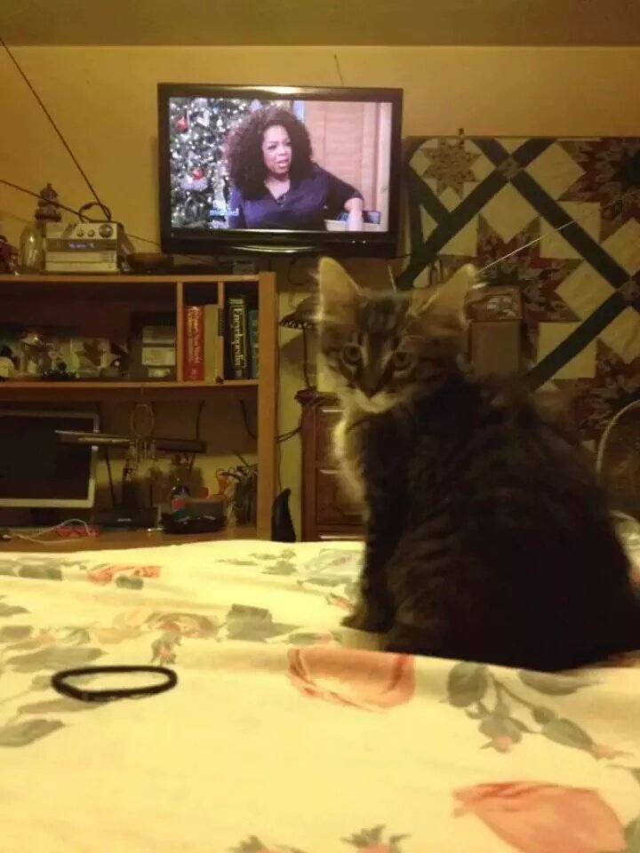 TaurasTiger's tweet photo. @GayleKing @Oprah  only one thing I have to say to your sexy azz ; ) https://t.co/ik6BhwWX1M