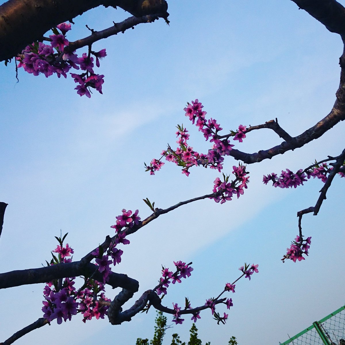 桃の木アクセサリー