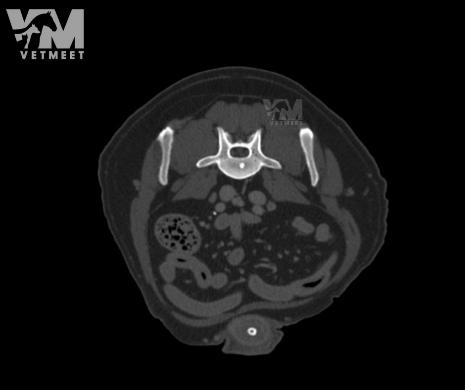 VetMeet's tweet photo. IMAGICIANS and CLINICIANS here you are another good one! Can you spot  and name this sign? Need a little clue? Probably, probably  everyone would like to be there now. #VetMeetOpenSource. Here the answer: https://t.co/sVQsb7Uhpk #GiveMeASign #VetMeet #VeterinaryRadiology https://t.co/GwE5VL77mi