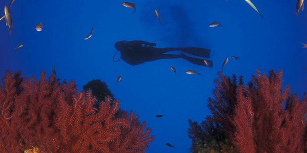 visitmurciareg's tweet photo. When you discover the lots of treasures hidden under water in #CostaCalida, you won't believe your eyes! 😍 https://t.co/MbV0zffaKY
