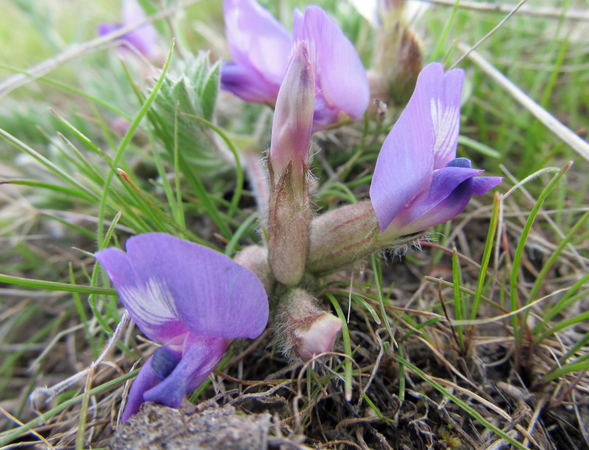 awkwardbotany's tweet image. Pursh's milkvetch (Astragalus purshii) #Fabaceae #nativeplants #locoweed