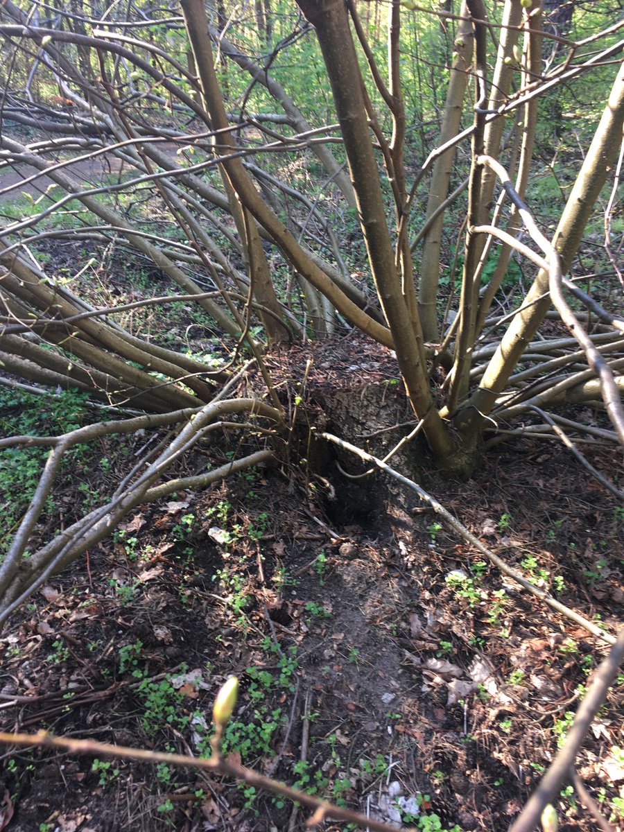 ErdeSein's tweet photo. #Erdfest des Tages: Baumstumpf.
Sterben ist Leben. https://t.co/VW0Gw4n3Wc