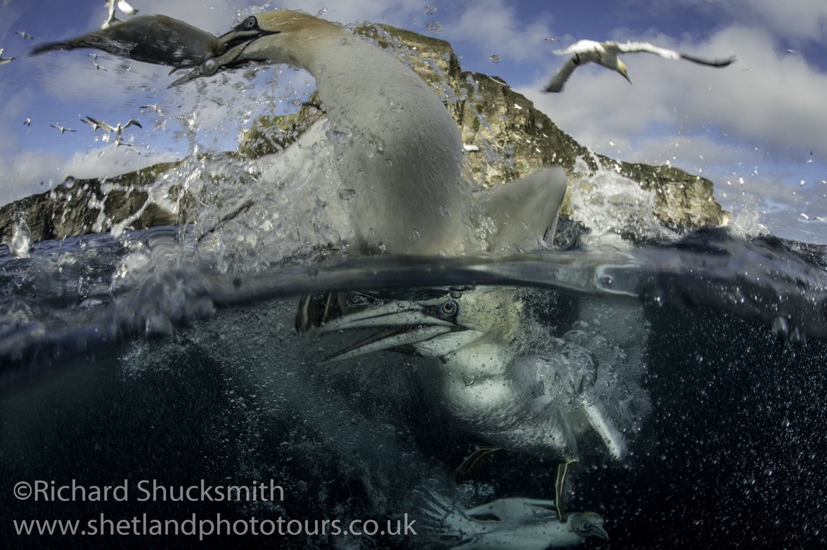 ImagesEcology's tweet photo. It's that time of year again to work with gannets underwater, Shetland seas are truly spectacular @shetlandnature @BBCSpringwatch @PromoteShetland @ScotlandTBP https://t.co/TSWuITmm54