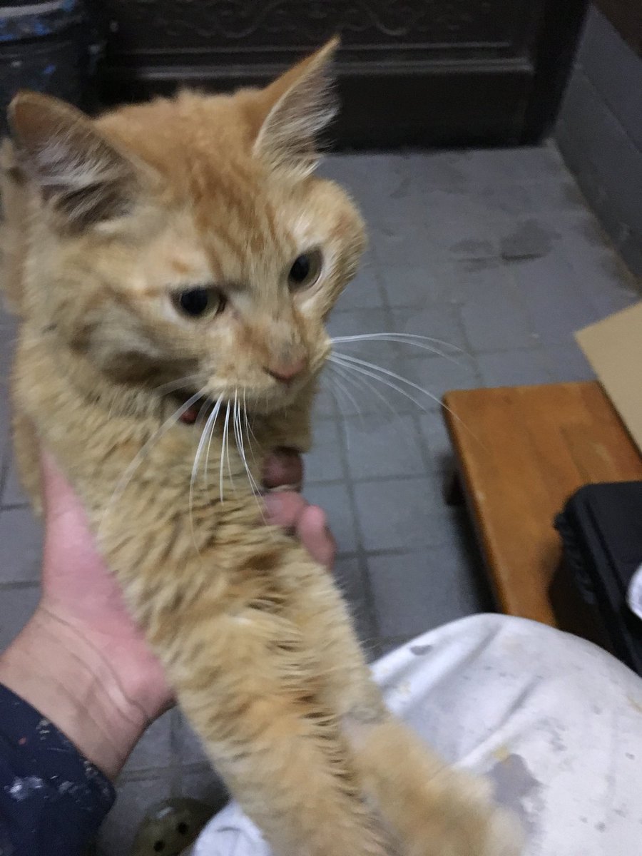 yoshi11244's tweet photo. こんなの初めてだけど拡散ってやつをお願いしたい。
昨日から会社の周りに猫ちゃんがいてずっとついて来ます。今日もいました。茶色で魚の絵が描いてある鈴付きの首輪をつけています。
飼い主がいると思うので一刻も早く帰してあげたいです。
大切な命です。
皆さん協力してください。 https://t.co/zUvtBsmpxo