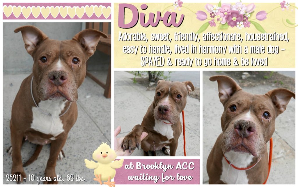 nasrene41's tweet photo. SENIOR #DIVA IS IN NEED FOR MEDICAL ATTENTION AND A LOVING HOME! PLEASE SAVE SWEET, FRIENDLY SWEETIE!
#RESCUEDOGS #FOREVERHOME #FOSTER #ADOPT #SENIORDOGSROCK #RescueIsTheWayToGo #HumaneNY #EndBSL #SaveDIVA
https://t.co/Zc2A1QKPRp https://t.co/15XmdiwF82