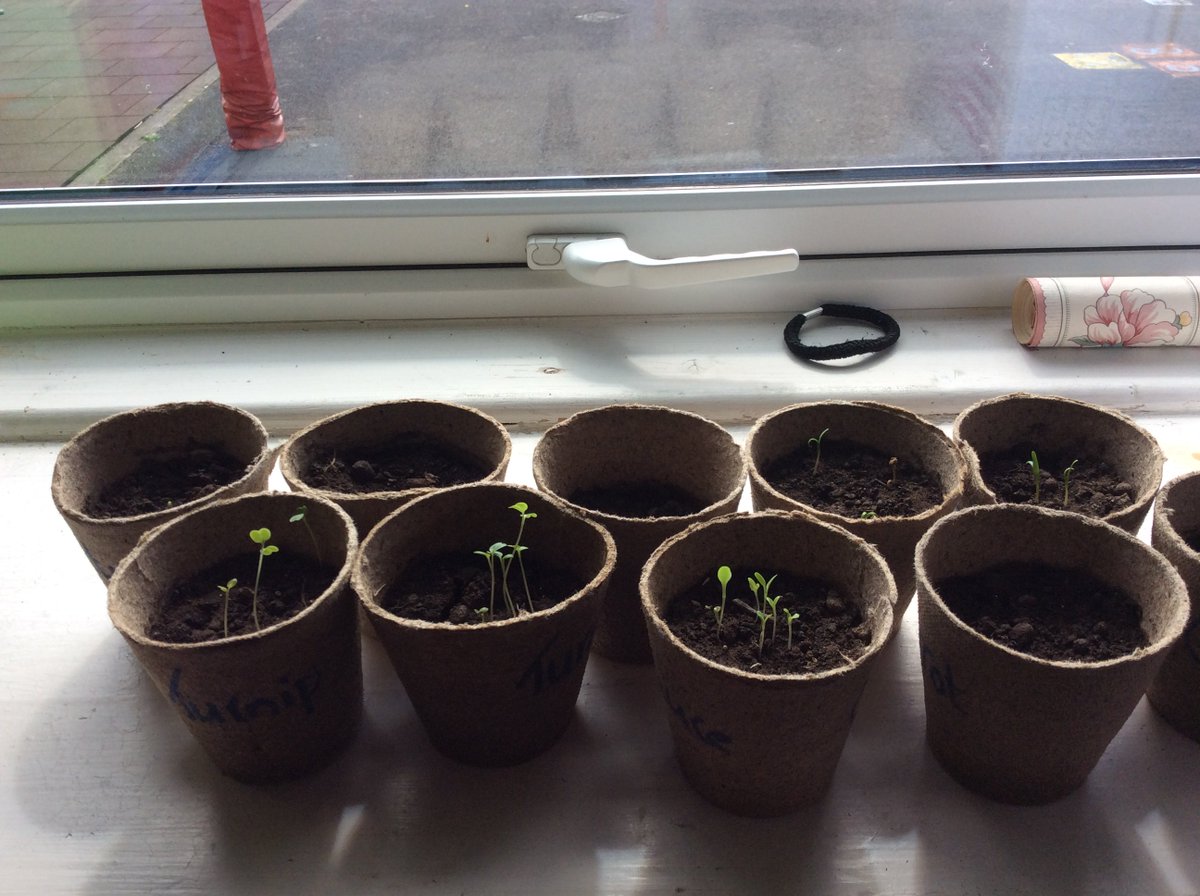 ClooncaghNs's tweet photo. Our plants are beginning to grow. #incredibleedibles #outdoorclassroom https://t.co/WqbnkaI95j