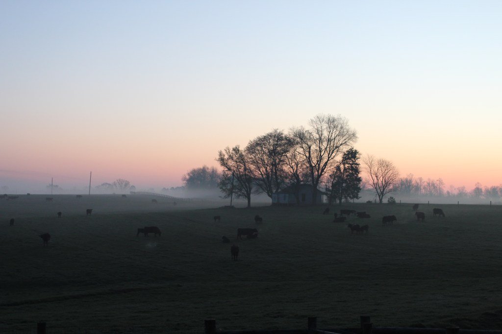 VA_FarmwifeLife's tweet photo. Farm Chronicles 4 https://t.co/XNvvX7JJxo https://t.co/fwC9AKnSev