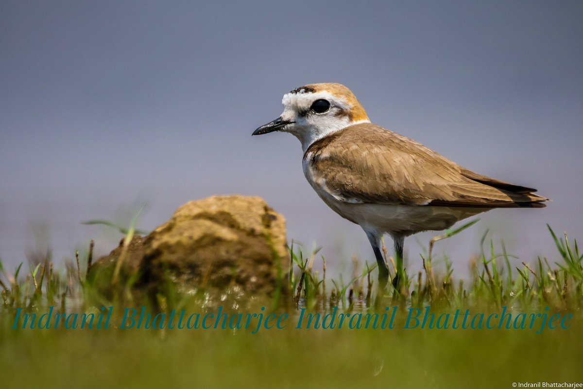 Kentish plover 

#birding #birds #bird #birdwatching #wild #wildlife #wildlifephotography #wildlifephotographeroftheyear #photography #PhotographyIsArt #PhotographyIsLife #photographylovers #indianbirds #birdsofindia #Nature #naturephotography #NatureIsBeautiful