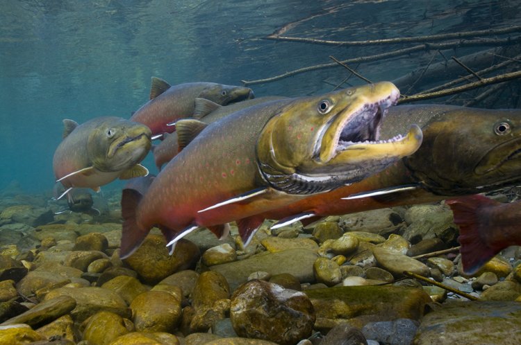 Happy World Fish Migration Day! #USGS seeks to understand the behaviors of migratory fish and the impacts to their habitats to help protect, conserve, and restore these species. Pic:Joel Sartore go.usa.gov/xQWxM  #USGSFisheries #worldfishmigrationday