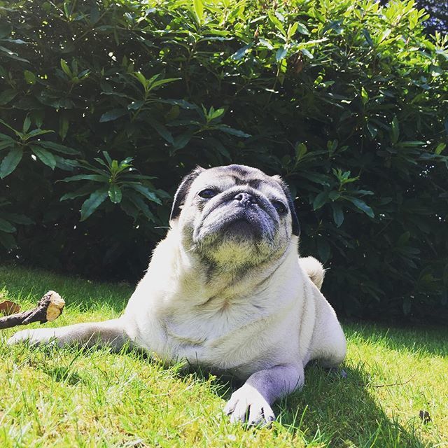 jevansinteriors's tweet photo. Paloma is enjoying the beautiful sunshine this afternoon! .
.
.
#palomafriday #pugfriday #pugs #pugsofinstagram #puglife #pug #dogsofinsta #pugsofinsta #sunshine #spring #summer #gardenweather #johnevansdesign https://t.co/L9YL6VMd8F https://t.co/2FoJoOYuPY