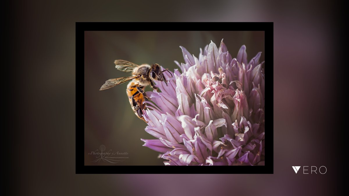 BeechTreePhotog's tweet image. Backyard bee stopping by for a quick snack while I was playing with this flower. .
.
.
.
.
.
#easyart#artprints#walldecor #bees #insects#artforthewall#interiors #floral #floralphotography #flowers #flowersofinstagram #nature#tothetrade#n… @VeroTrueSocial