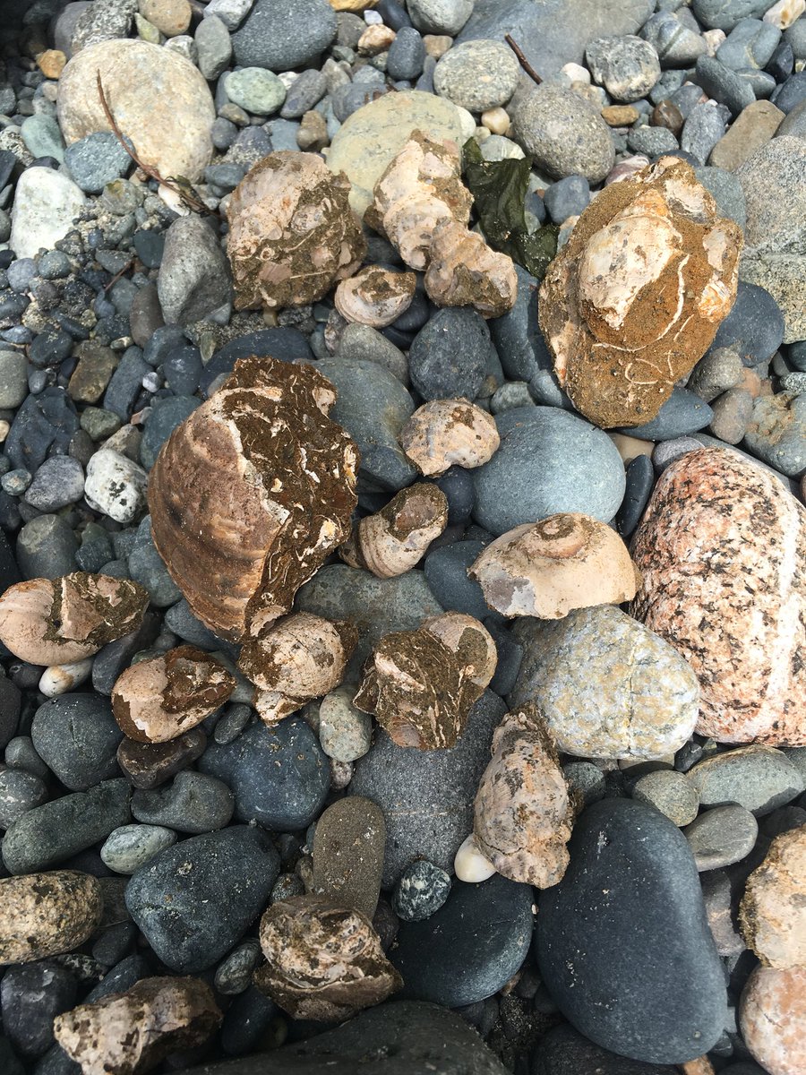 KimZumach's tweet photo. The old and the new. Fossil hunting and exploring the intertidal come together during our Muir Creek trip yesterday. @ColquitzCougars @yellowpod_CMS @ColquitzScene Thanks @HCTF_Education https://t.co/LNI5EqNSb4