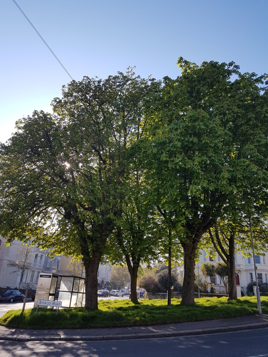 We here at Chaffin's hope you are all enjoying some cool shade of under some suitable trees on this hot spring day, like these fine examples in Hastings!