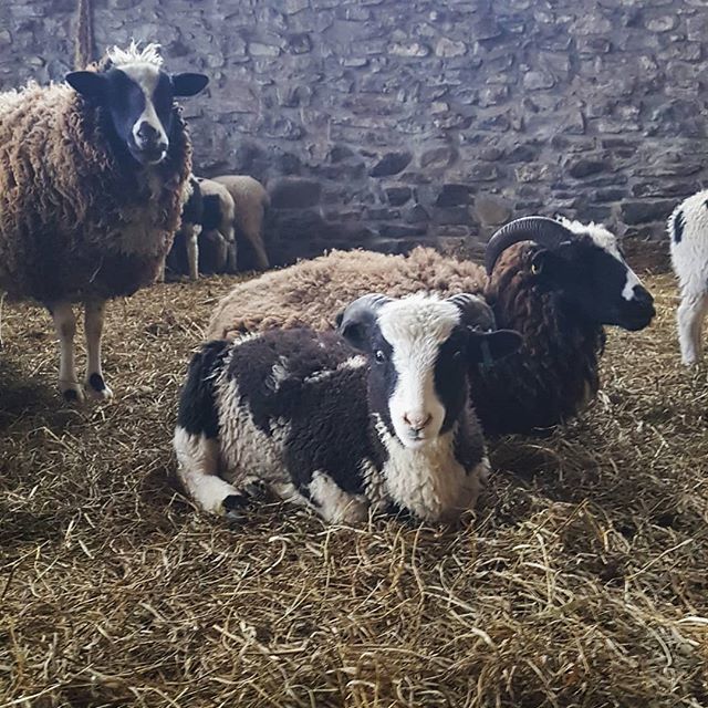NesFarm's tweet photo. Uh, you can stop feeding him any time now momma
#JacobSheep #Lamb18 https://t.co/t5xx5Q29Cs https://t.co/MkV2gvLKYQ
