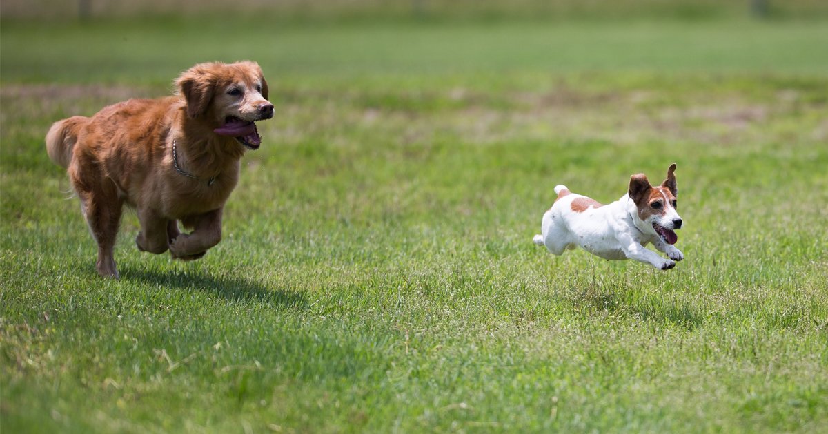 あてま高原リゾート ベルナティオ A Twitter オープン間近 ワンちゃんと遊べるドッグランが4月24日 火 オープン 大好きなワンちゃんとドッドランで遊びませんか ワンちゃんと止まれるコテージの詳細はこちら T Co Bwf1z3omst あてま高原