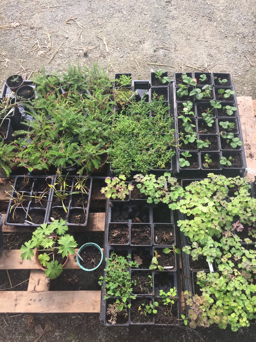 tanyafairt's tweet photo. Spent a beautiful sunny morning at @SydenhamGarden who will be supplying the spring greens for my first vegan zero-waste supper club. A fantastic charity producing sustainable food and ethical eggs with various community projects #sustainable #ecofriendly #urbanfarm #sydenham https://t.co/ZxhqG2klTV