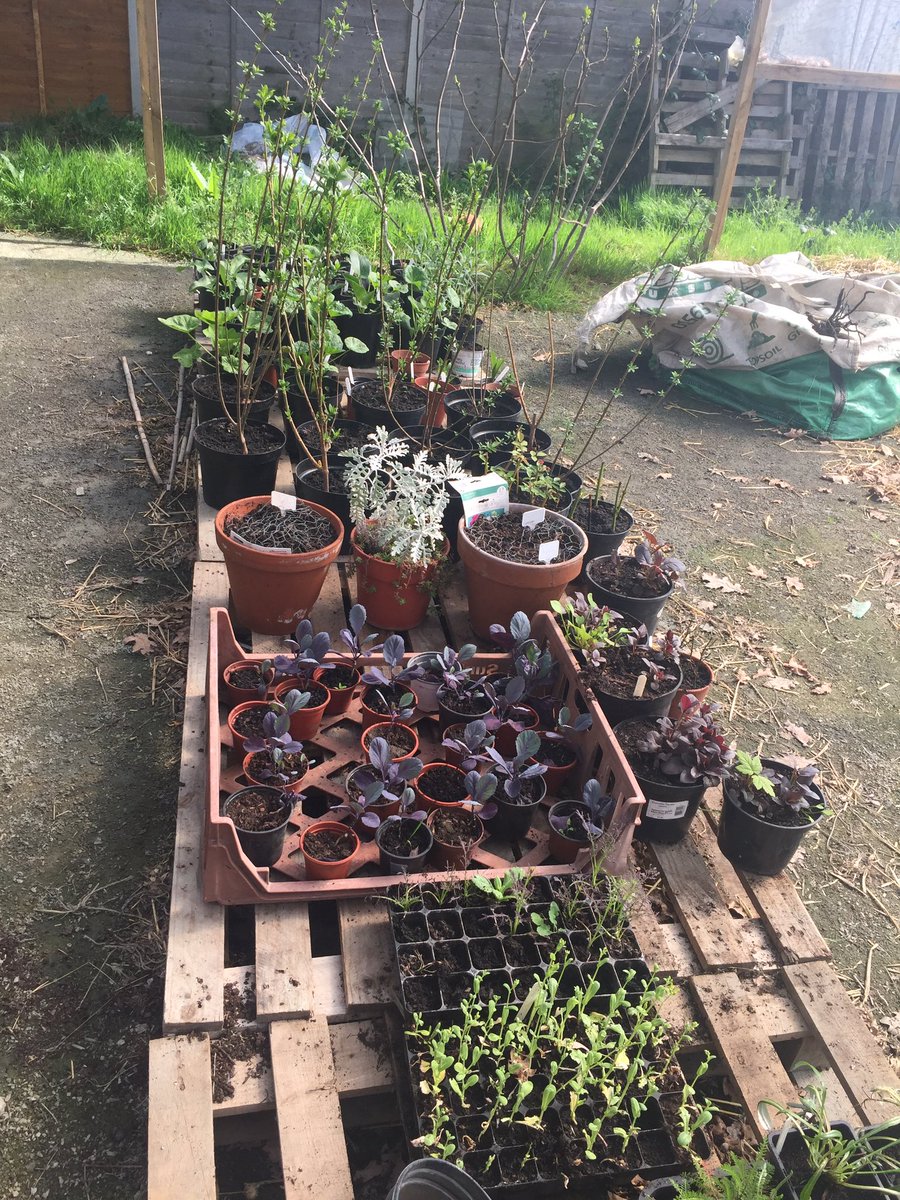 tanyafairt's tweet photo. Spent a beautiful sunny morning at @SydenhamGarden who will be supplying the spring greens for my first vegan zero-waste supper club. A fantastic charity producing sustainable food and ethical eggs with various community projects #sustainable #ecofriendly #urbanfarm #sydenham https://t.co/ZxhqG2klTV