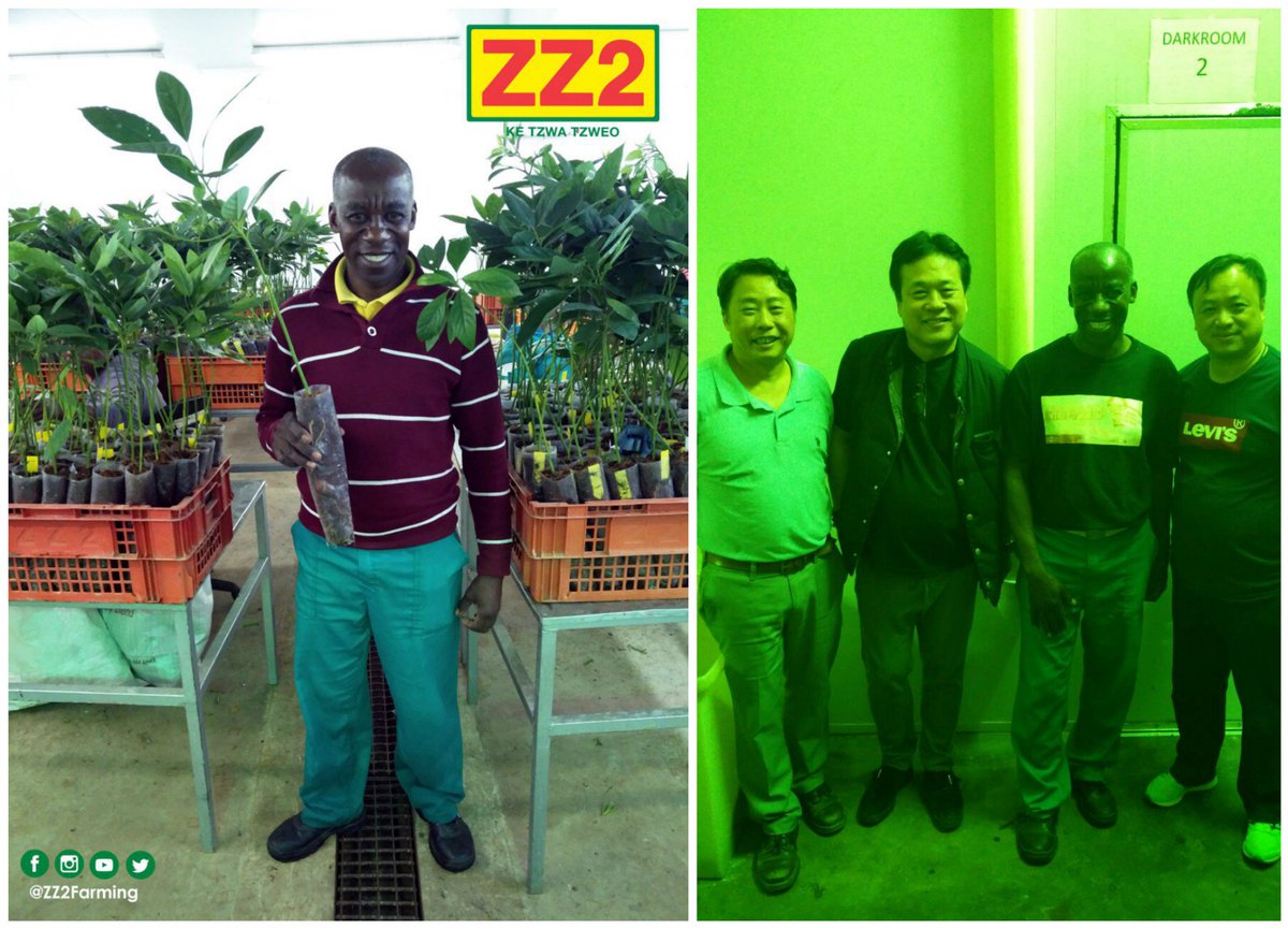 ZZ2Farming's tweet photo. Meet Rufaro Livingstone Matemadombo, a Supervisor at the ZZ2 #AvocadoNursery in #Mooketsi in the Limpopo Province: https://t.co/251sgtZGLz #MeetZZ2 https://t.co/Bo9MmUqZQ9