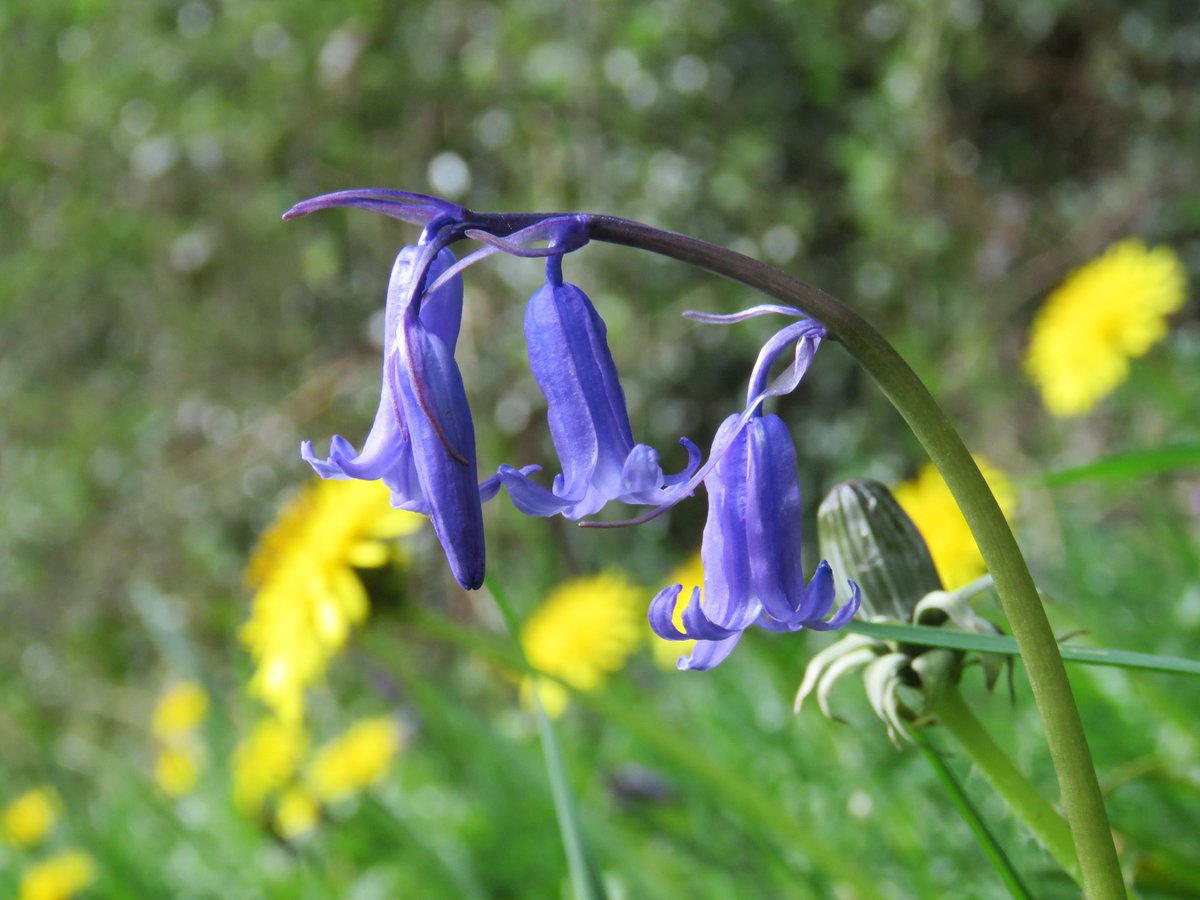 donnarainey4's tweet photo. After 2 days of sunshine &amp; temperatures in the teens, we are getting a flush of #wildflowers #ontheverge #wildflowerhour https://t.co/K8h44m4mJY