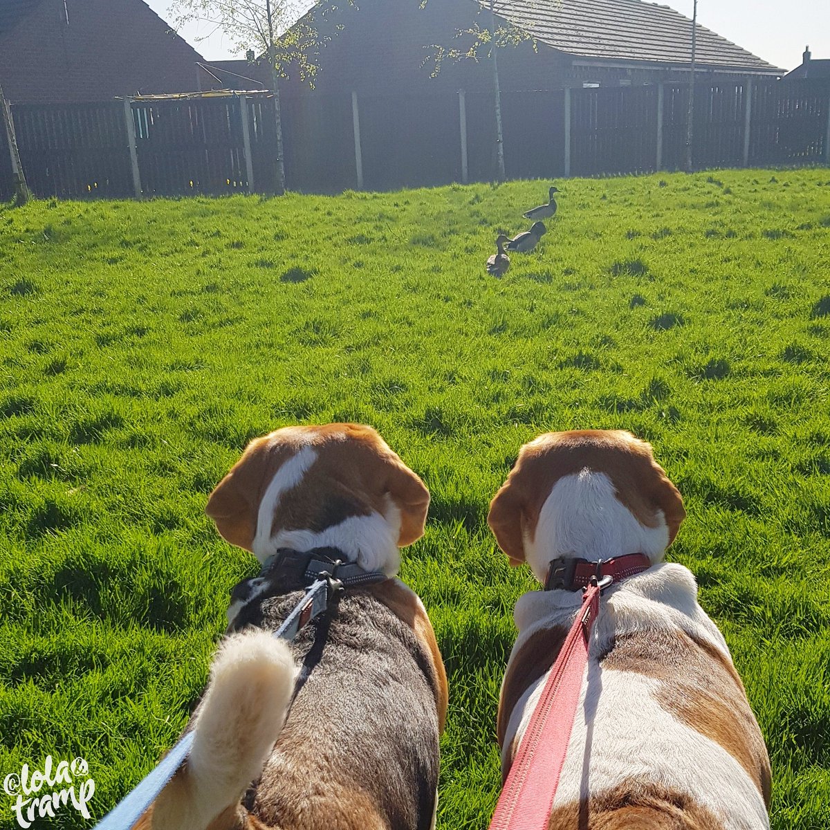 TrampLolaBeagle's tweet photo. Pleeeeease let us off our lead hoomie so we can say hi to the ducks that are right outside OUR house ๐ค๐ค๐คฃ๐คฃ๐๐๐ฆ๐ฆ
#beagle #DuckHunted https://t.co/Ls6zx6cWmF