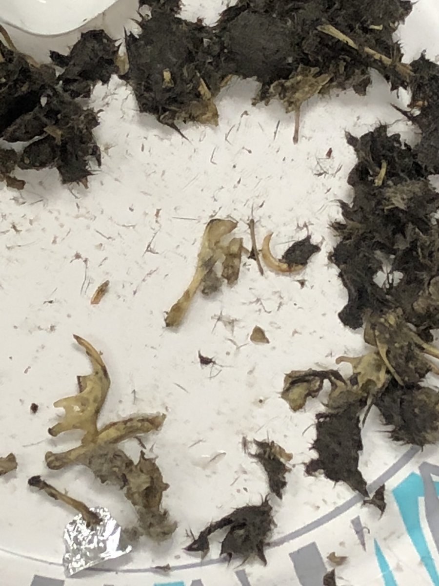 CanaanSchool's tweet photo. At Canaan-How  better  to end the week in grade 1 than by dissecting owl pellets???@PatMedSchools @PMSchoolsSupe #GoPatMed https://t.co/Lw6h08PVD7