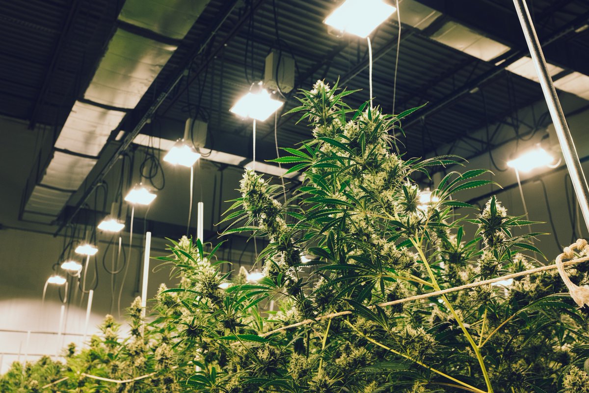 thestrangebird's tweet photo. Enjoyed a trip to Colorado with @brothersosborne this week shooting in the grow room at @TerrapinCare. Check out their new album Port Saint Joe out today!
.
.
.
#strangebirdmedia #video #videoproduction #shoot #Colorado #music #country #red #redcamera #redcamerausers #newalbum https://t.co/oNVgCrEnqW