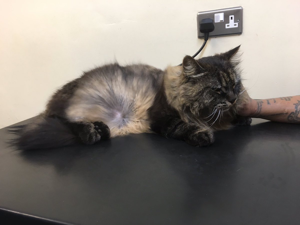 Brightonpetspa's tweet photo. Leo enjoyed his blow dry at the Spa today... the bath, not so much 🤣 he looked gorgeous afterwards tho 😍 https://t.co/kJjx9LSano