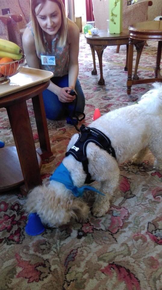 Chloe and Oscar had fun yesterday visiting the residents of <a href="/AbleCare_Homes/">AbleCare Homes</a> Frenchay House. #Bristol #animalassisted #wellbeing