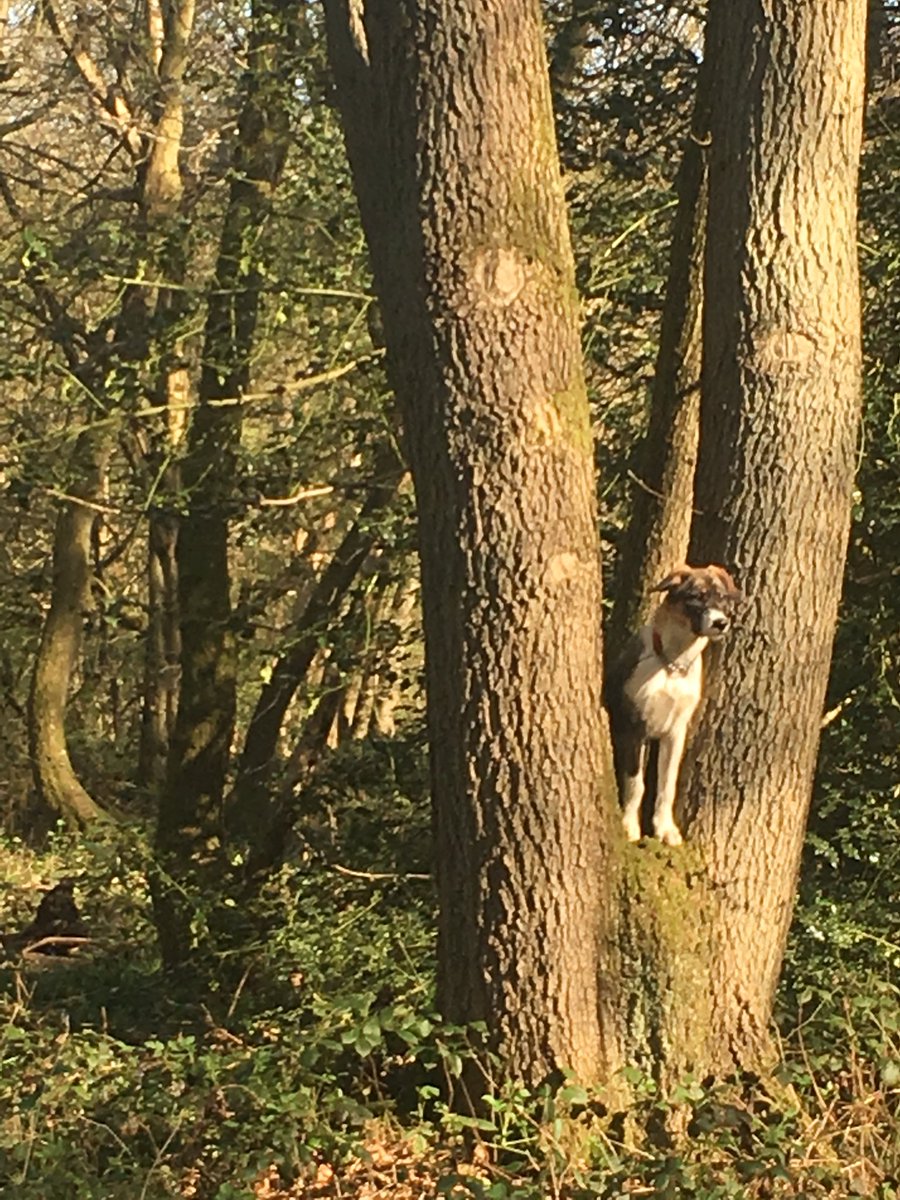 eddiesmix's tweet photo. @Bert_real_one #bansteadwoods #nuttybird 😝 https://t.co/CTGI827Uz7