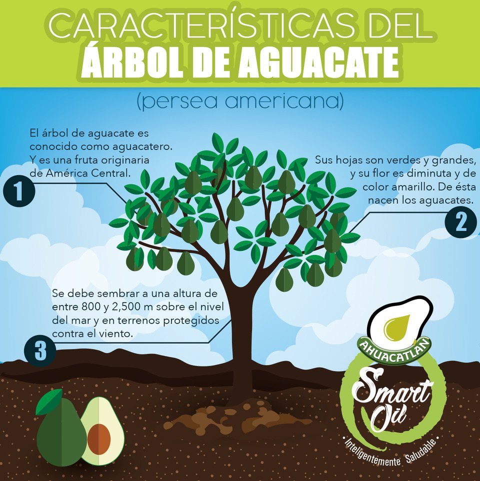 Arbol De Aguacate