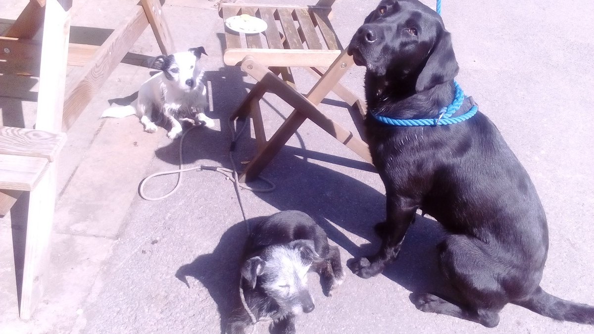 A_L_Carrington's tweet photo. Best #FlatWhite for miles around, and the dogs always enjoy stopping at @oldstablesCC #CastleCombe too!
Complimentary #dog #treats https://t.co/h3BypWUyV6