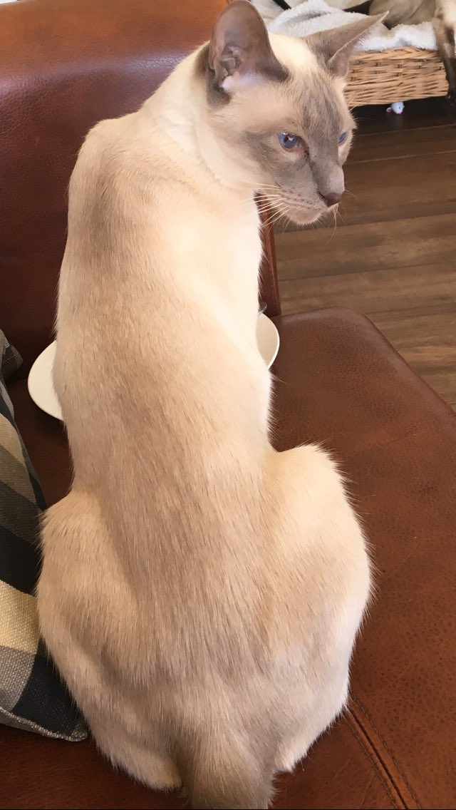 Diablo_Siamese's tweet photo. #beautifulboy #lilacpoint #meezermagic #willowsiamese #CatsofTwitter https://t.co/Pw6PNqDmWn