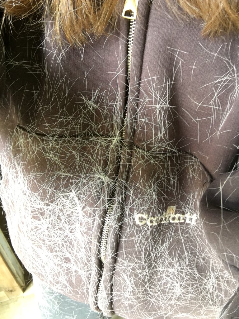 SJ_Frost's tweet photo. Why, yes, I was grooming my horse and heβs shedding out his winter coat. How could you tell? π #horselife #horseownerproblems https://t.co/b2EYxnzncS