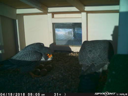 Lima #PeregrineFalcon Update: Incubation is Underway. During this time, Majesty and the male will take turns incubating the eggs in the nest box. wildohio.gov/falconcam #wildohio #falconcam